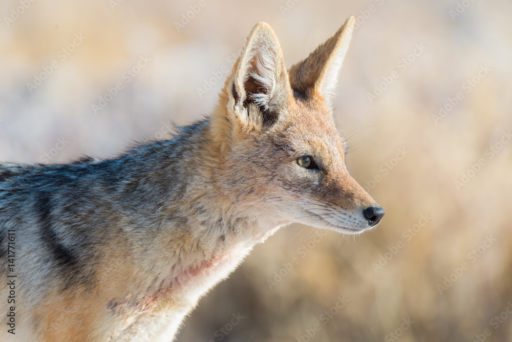 Naklejka premium Close up and portrait of a cute Black Backed Jackal walking in the bush. Wildlife Safari in Etosha National Park, the main travel destination in Namibia, Africa.