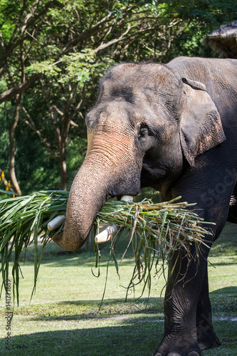 Close up of Asian elephant eating grass in safari