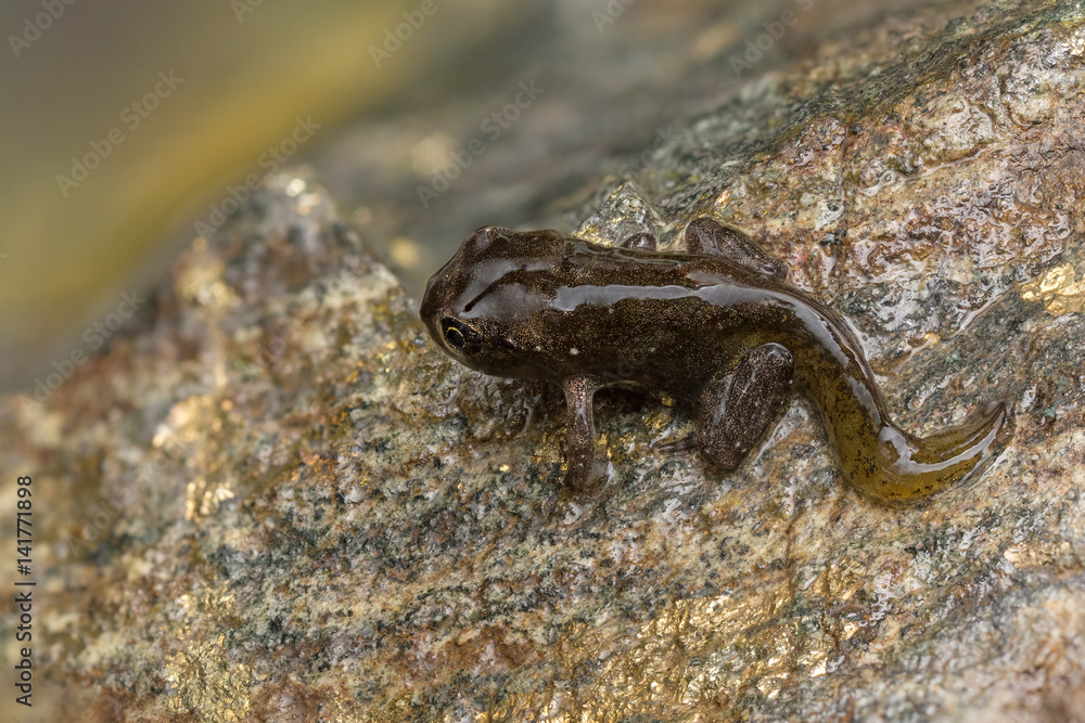 Tadpole metamorphosis to frog Tadpole metamorphosis to frog