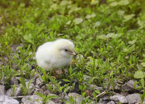 small yellow chicken walking on green grass on the farm in the summer