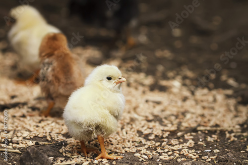  barnyard funny little chickens pecking grain on the yard © nataba