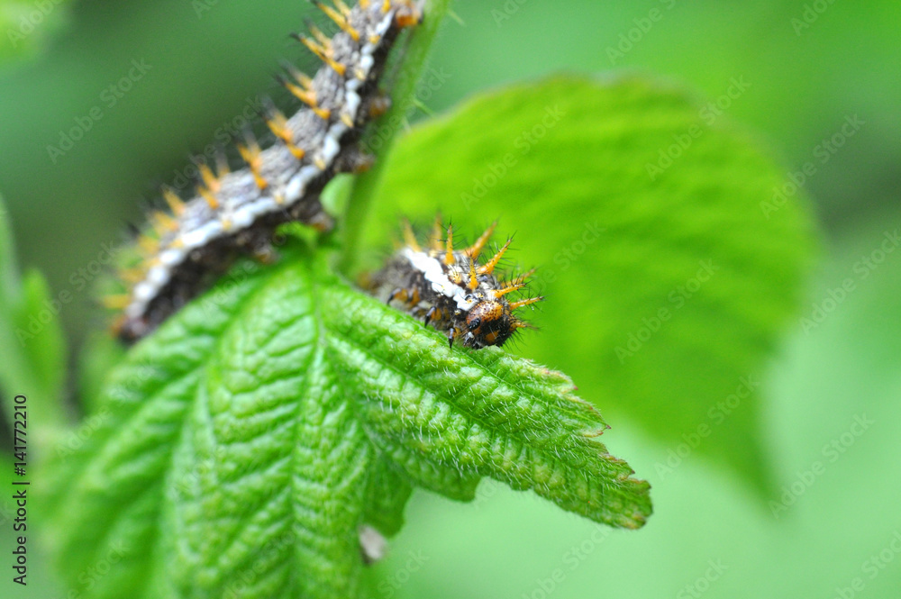 Fototapeta premium Caterpillar eats leaves. Some caterpillars make big damage to crops and fruit