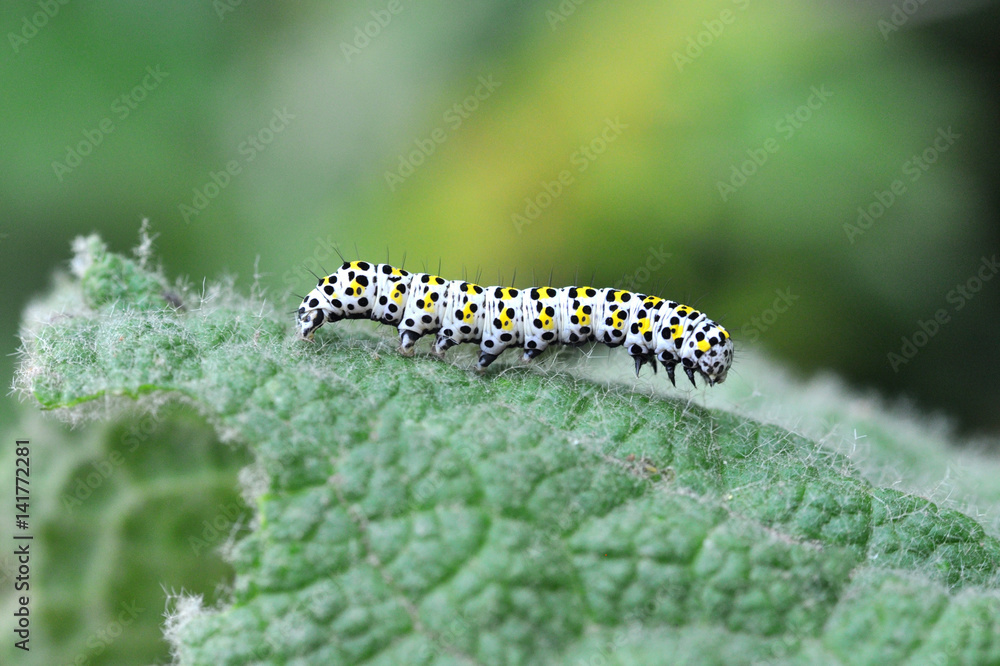The mullein moth (Cucullia verbasci) caterpillar on food plant. Brightly colored larva in family Noctuidae on great mullein (Verbascum thapsus) The mullein moth (Cucullia verbasci) caterpillar on food plant. Brightly colored larva in family Noctuidae on great mullein (Verbascum thapsus)