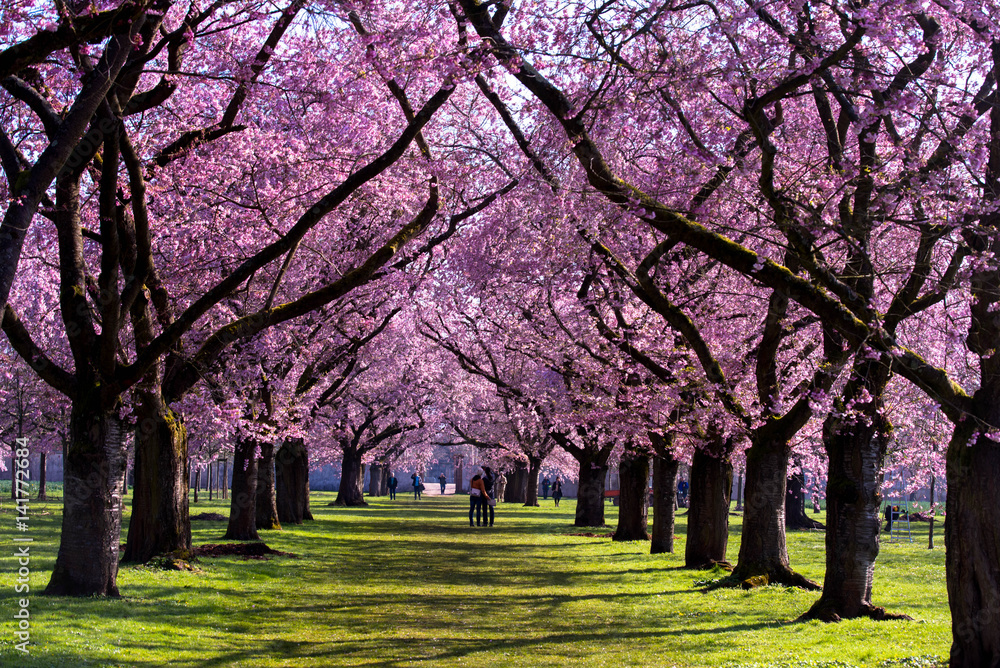 Naklejka premium Kirschblüte