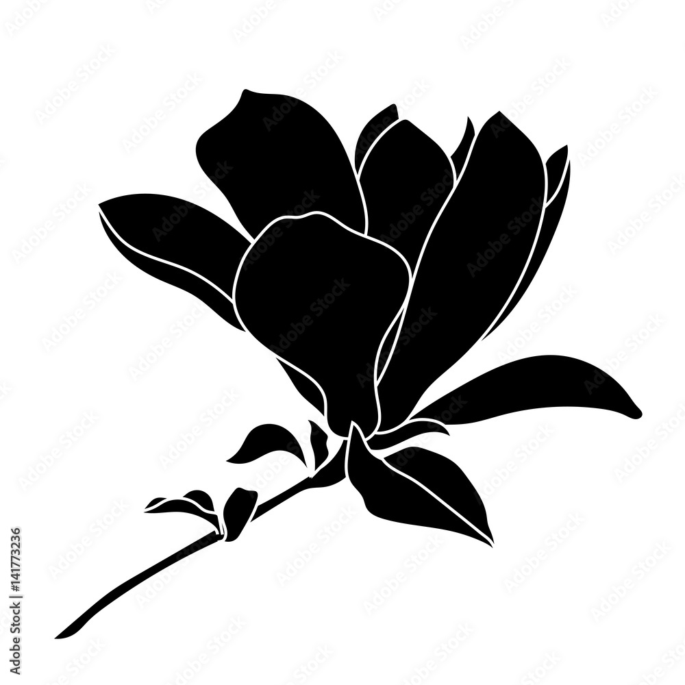 Fototapeta premium Magnolia tropical flower blossom in leaves on a white background.