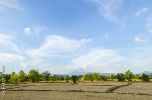beautiful yellow rice paddy...