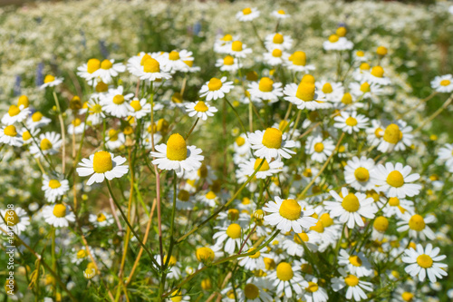 Flowering, Chamomile. Blooming chamomile field, Chamomile flowers on a meadow in summer, Selective focus © sutthinon602