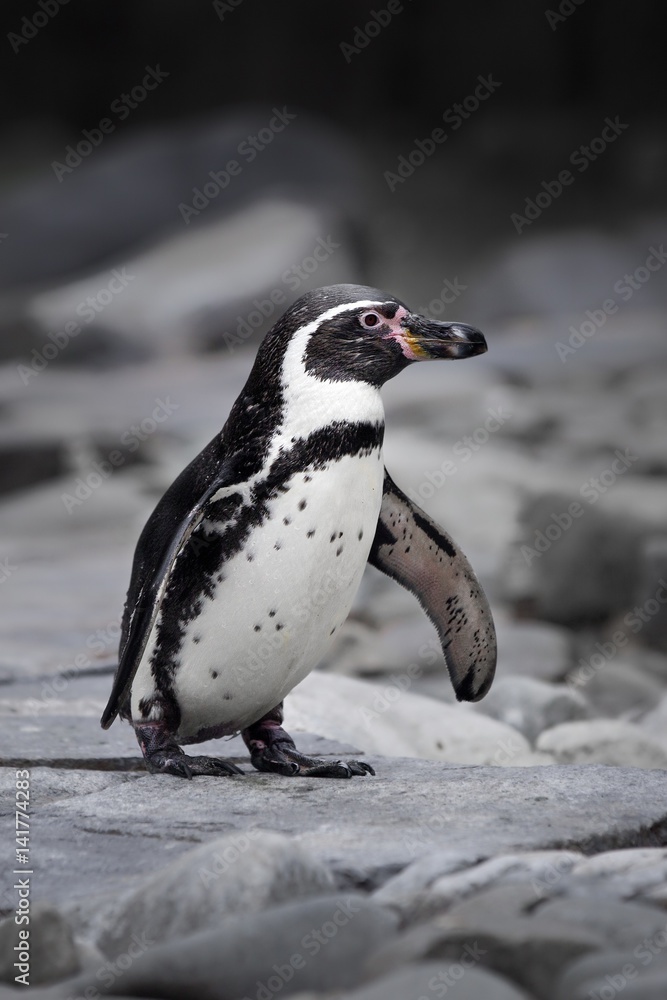 Naklejka premium The Humboldt penguin (Spheniscus humboldti)