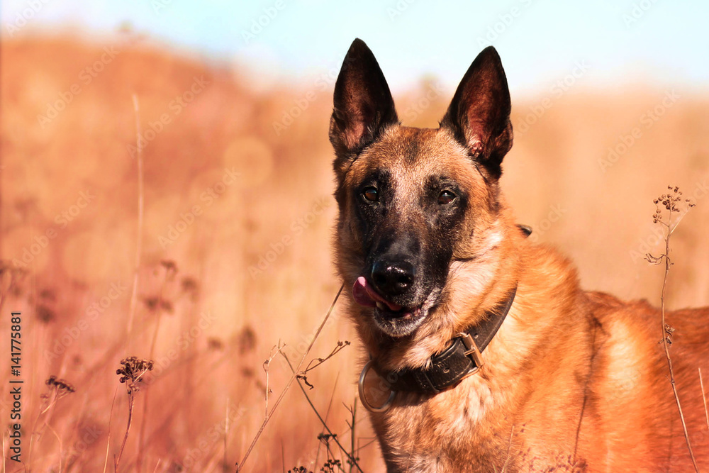 Belgischer Schäferhund Belgischer Schäferhund