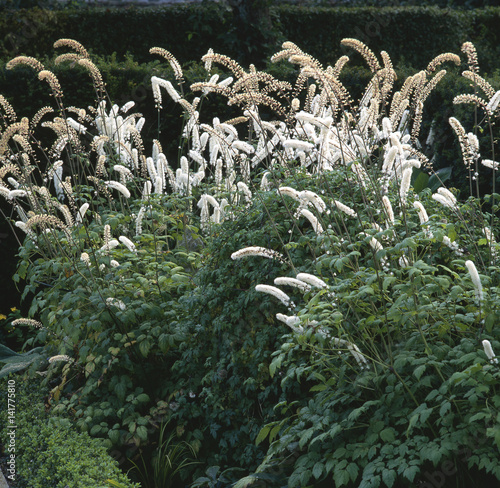 Cimicifuga simplex / Cierge d'argent photo