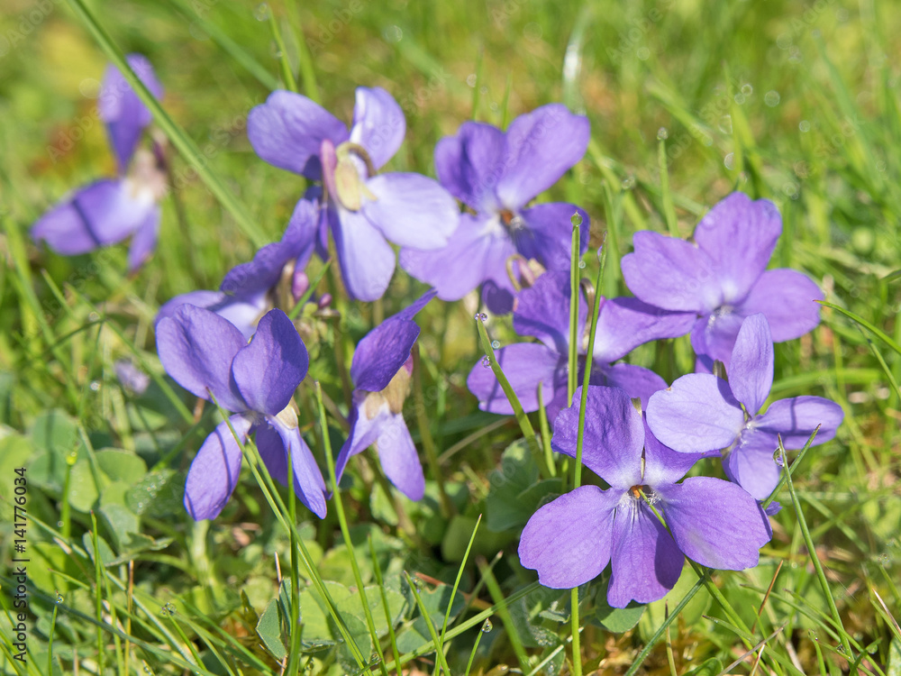 Veilchen, Viola, Wiesenveilchen Veilchen, Viola, Wiesenveilchen
