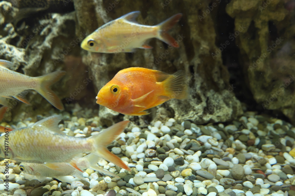 Goldfish posing Goldfish posing