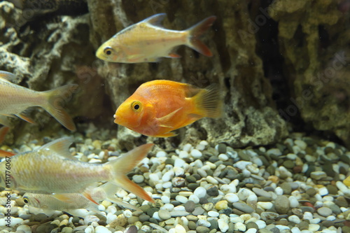 Goldfish posing