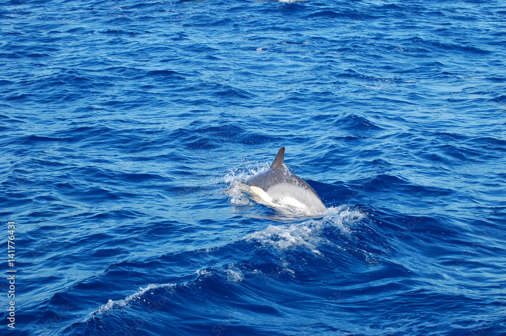 Obraz premium Golfinhos de agua salgada 