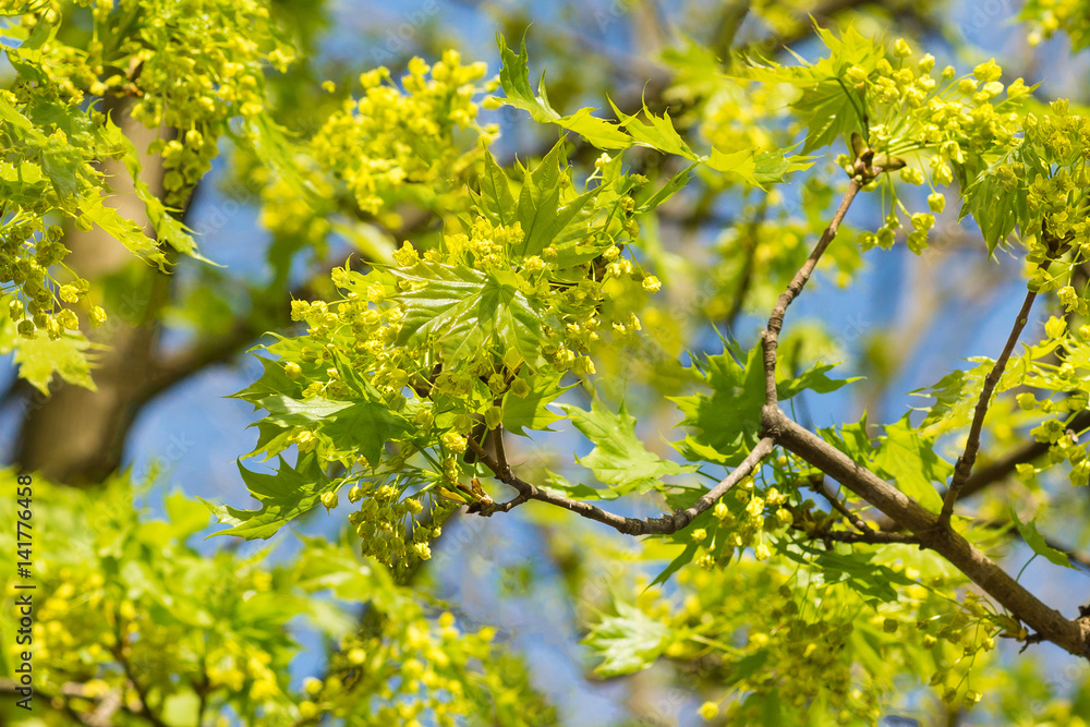 Maple branches with young leaves and flowers on a background of blue sky in spring Maple branches with young leaves and flowers on a background of blue sky in spring