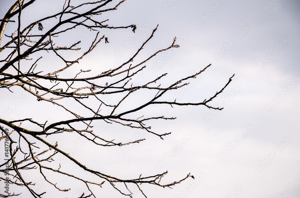 Tree branches against the sky Tree branches against the sky