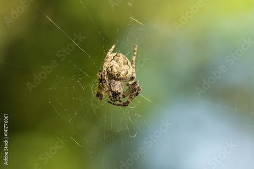 Spider garden-spider (lat. Araneus) of the genus araneomorph spiders of the family of Orb-web spiders (lat. Araneidae) on web pursed his paws