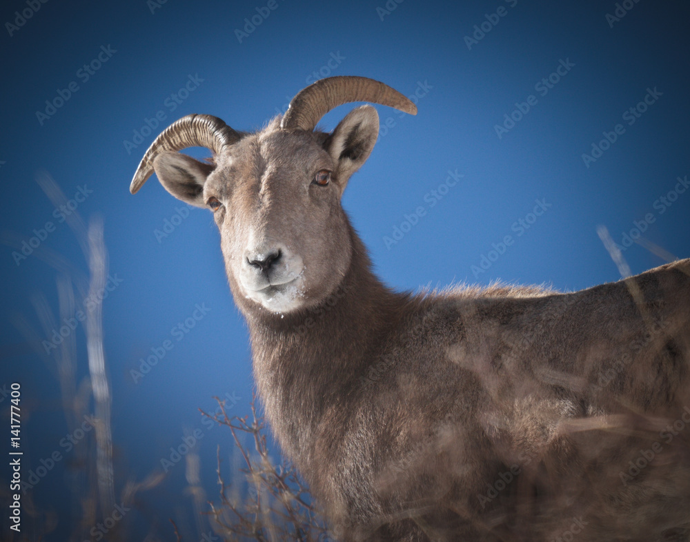 Obraz premium Bighorn Sheep