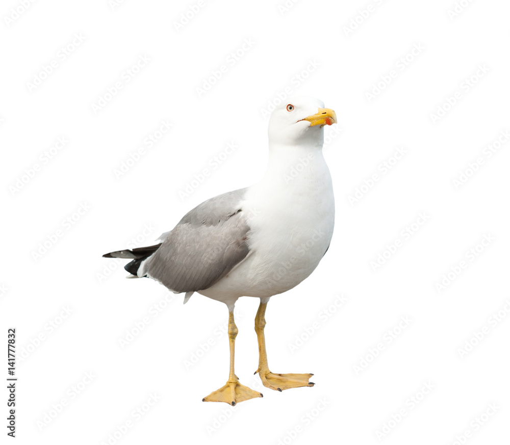 Fototapeta premium Sea gull, isolated on white background