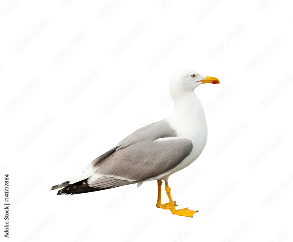 Obraz premium Seagull, isolated on white background