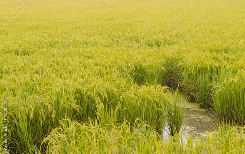 Green, yellow paddy rice fi...