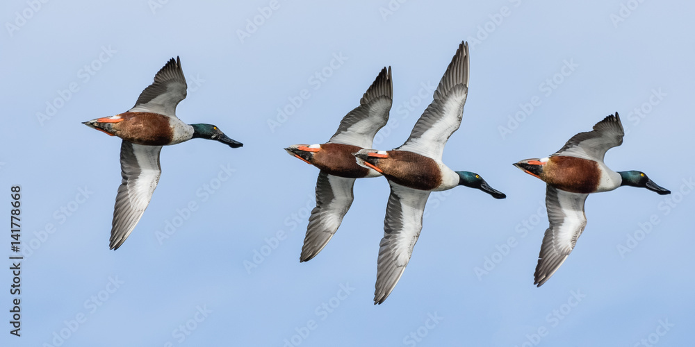 Obraz premium Formation Flying