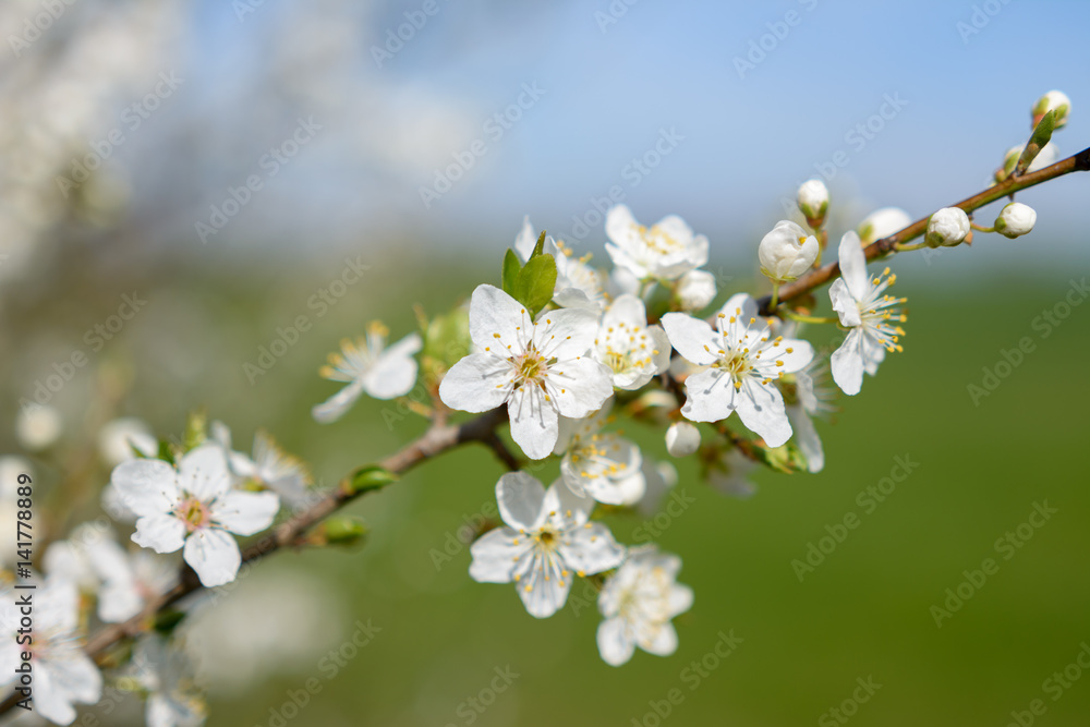 Frühlingsparadies mit weissen Kirschblüten vor blauem Himmel und grüner Wiese
