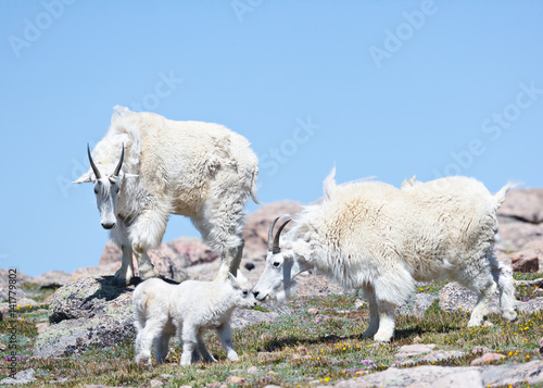 Mountains Goats of Colorado
