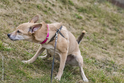 Mongrel on a leash 