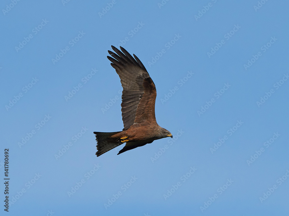 Obraz premium Black kite (Milvus migrans)