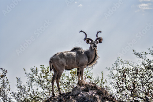 Kudu Kruger Park Mpumalanga South Africa photo