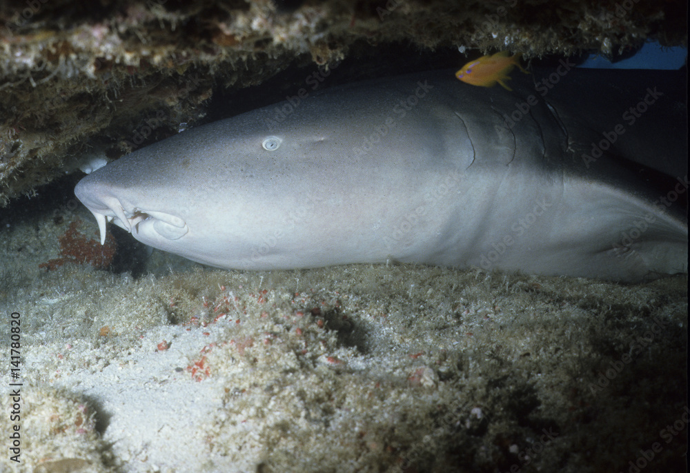 Ginglymostoma cirratum / Requin nourrice / Requin dormeur