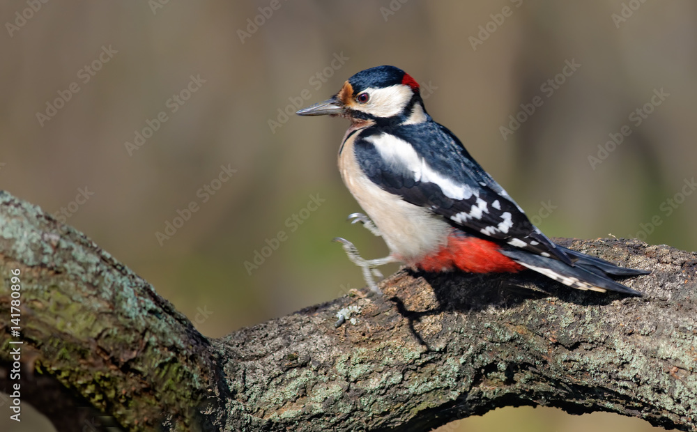 Male Great Spotted Woodpecker jumping at old lichen branch Male Great Spotted Woodpecker jumping at old lichen branch
