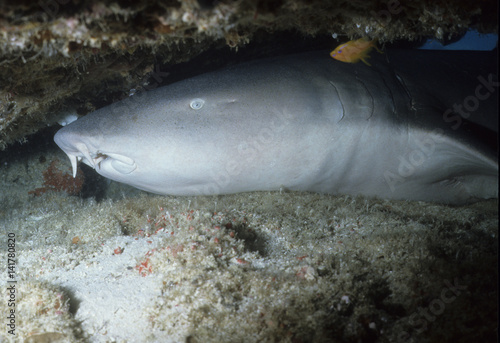 Ginglymostoma cirratum   Requin nourrice   Requin dormeur