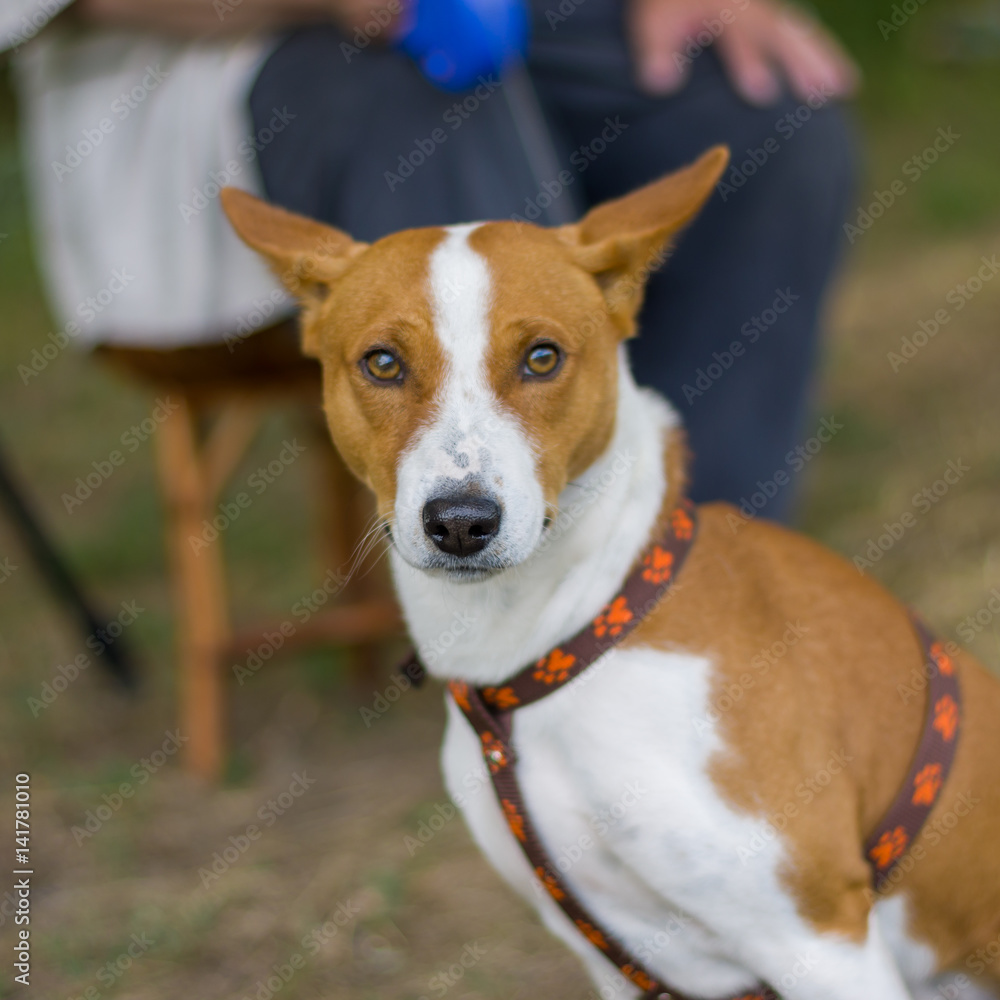 Outdoor portrait of gorgeous basenji dog waiting for the master taking a short rest on a stool
