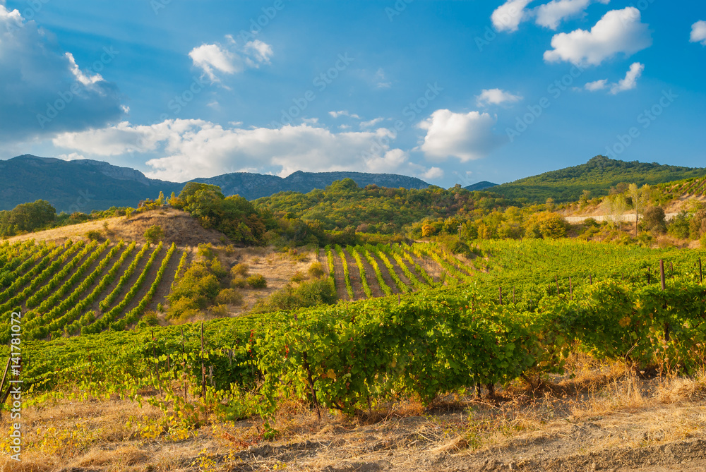 Mountains landscape with vineyards on Crimean peninsula at fall season