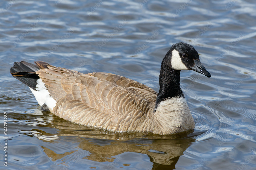 Canada Goose in a Lake