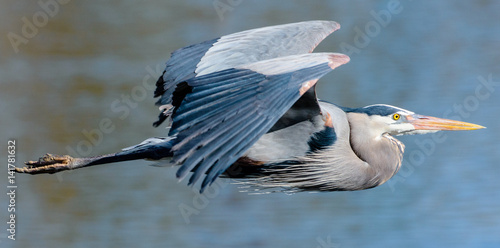 Tableau sur toile Great Blue Heron in Flight