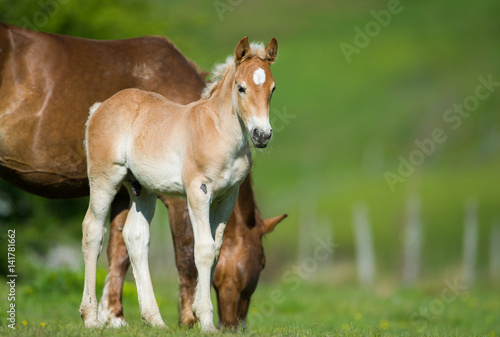 Canvas Print little foal in the meadow