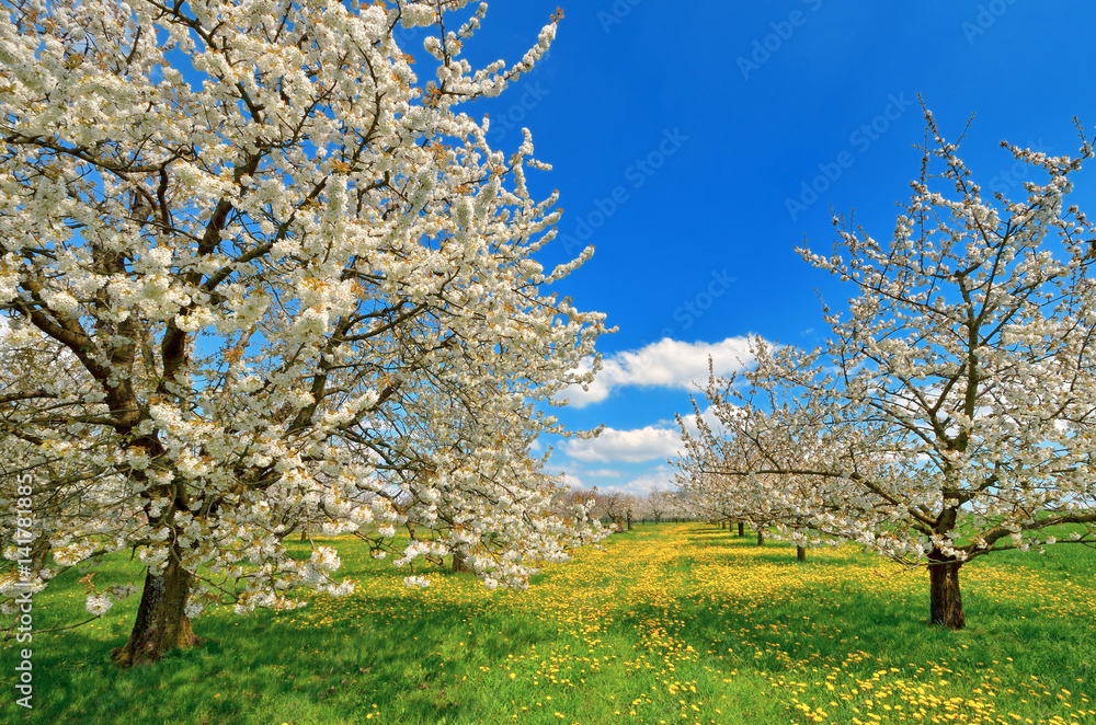 Naklejka premium Kirschbaüme in Frühlingsblüte mit Löwenzahnwiese