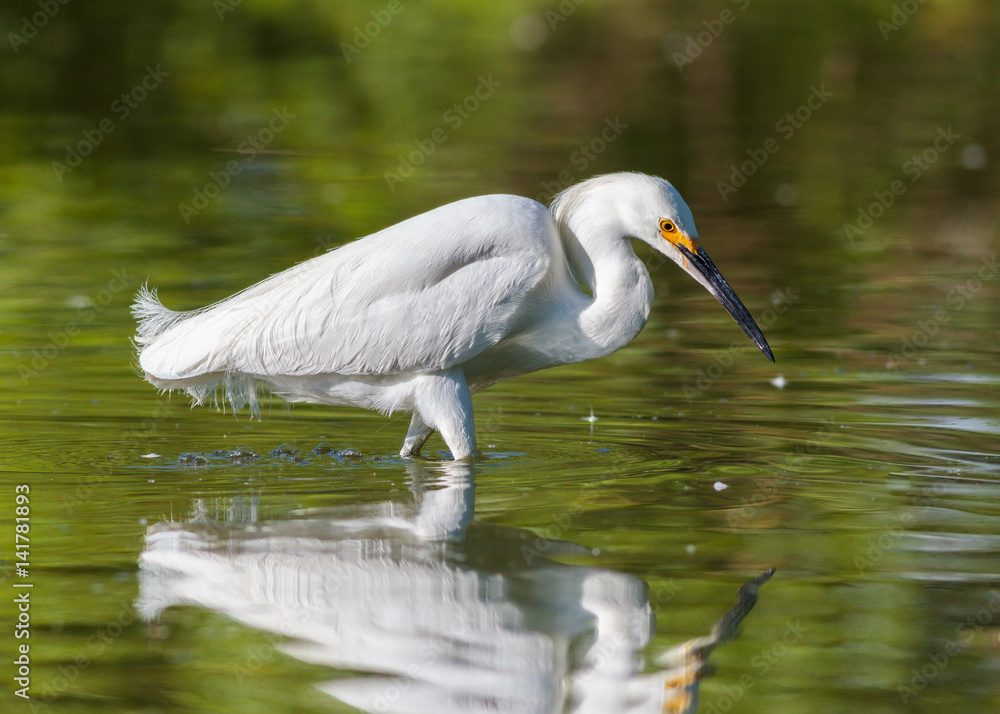 Naklejka premium Snowy Egret Browsing for Food