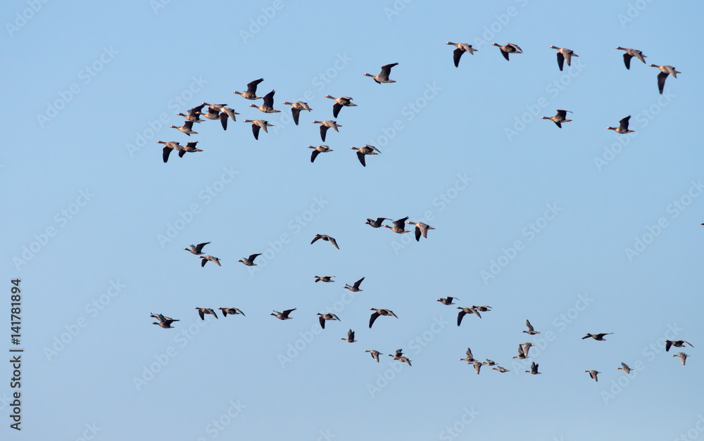 Flock of Greater White-fronted Geese in flight Flock of Greater White-fronted Geese in flight