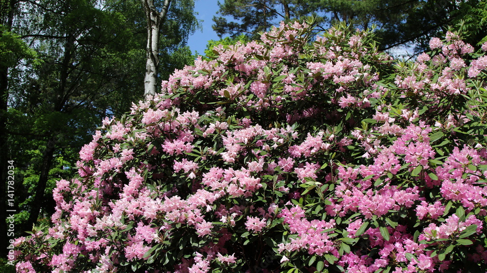Blossoming rhododendron in the  garden