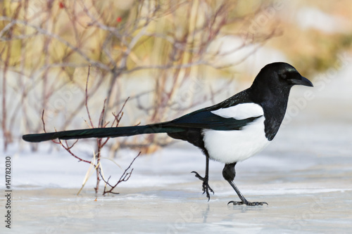 Magpie Walking on Ice © Gary