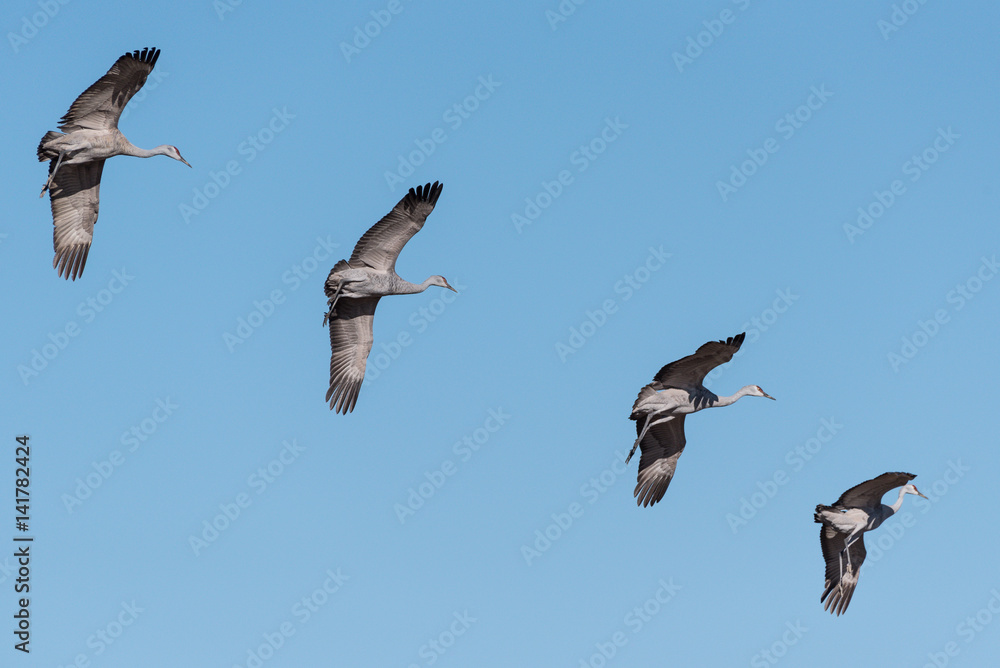 Obraz premium Greater Sandhill Crane