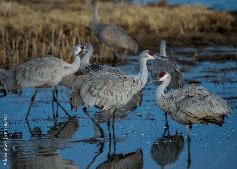 Obraz premium Greater Sandhill Crane