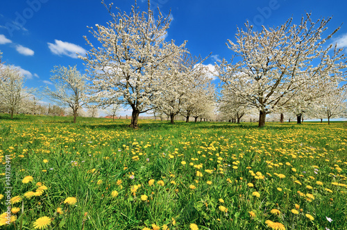 Frühlingswiese mit Löwenzahn, Kirschenblüte