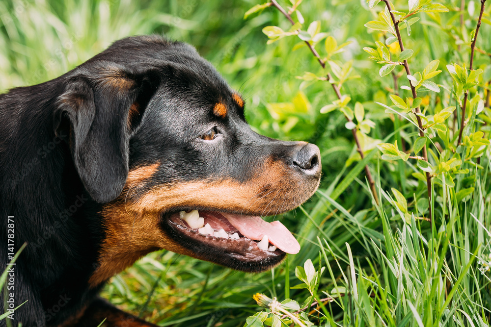 Young Black Rottweiler Metzgerhund Puppy Dog Play In Green Grass Young Black Rottweiler Metzgerhund Puppy Dog Play In Green Grass