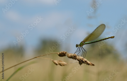 Gebänderte Prachtlibelle