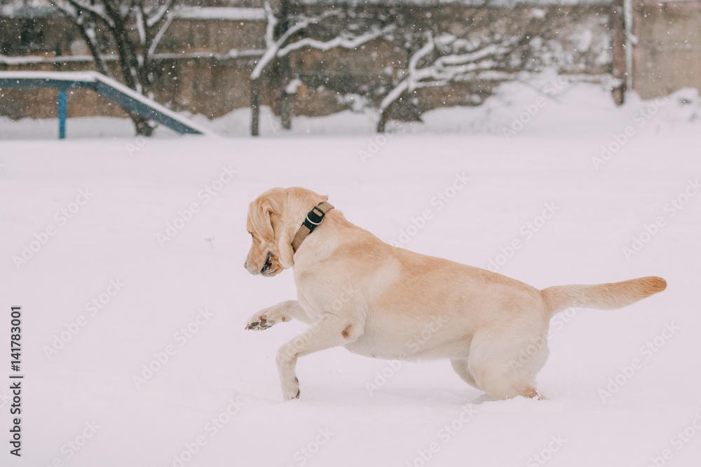 Labrador Dog Play Run Outdoor In Snow, Winter Season